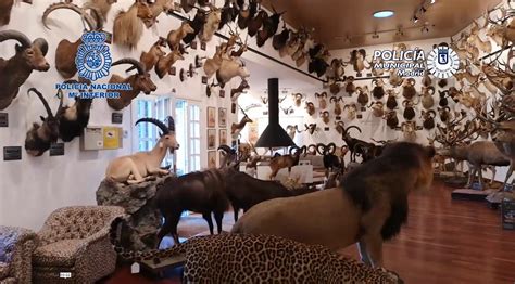 Animales disecados PenalbaWeb.com