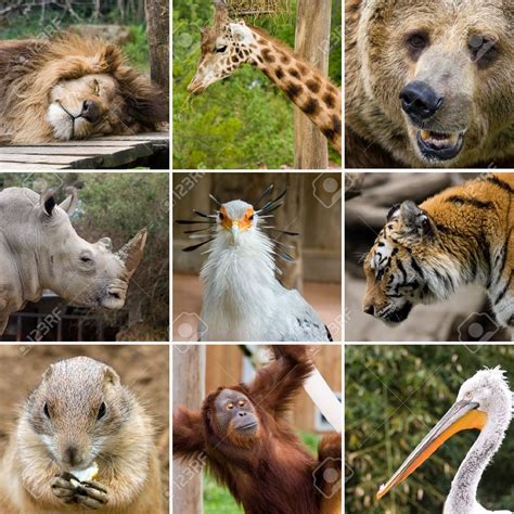 Animales salvajes PenalbaWeb.com