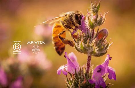 Apivita PenalbaWeb.com