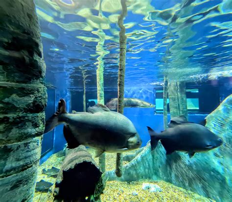 Aquario PenalbaWeb.com