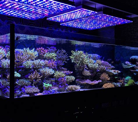 Aquarium led PenalbaWeb.com