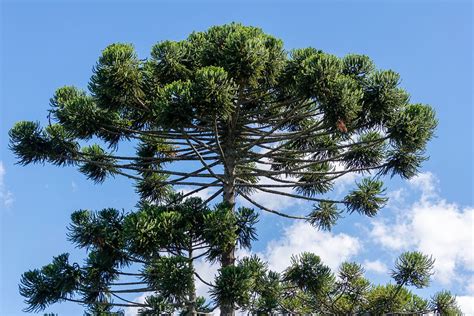 Araucaria PenalbaWeb.com