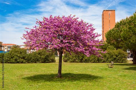Arbol amor PenalbaWeb.com