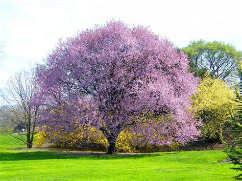 Arbol arboles PenalbaWeb.com