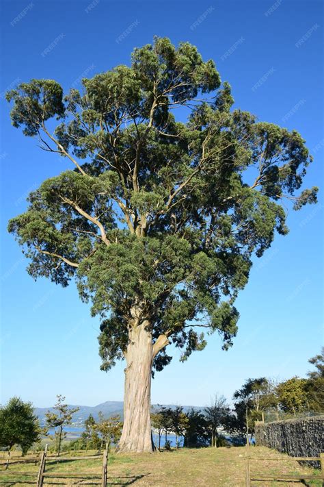 Arbol eucalipto PenalbaWeb.com