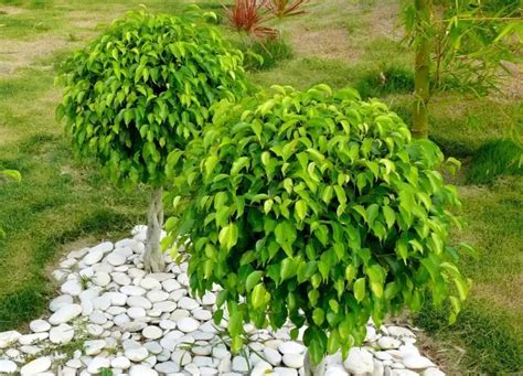 Arbol ficus PenalbaWeb.com