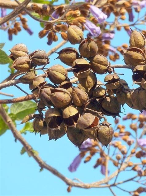 Arbol kiri  semillas PenalbaWeb.com