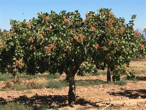 Arbol de pistacho PenalbaWeb.com