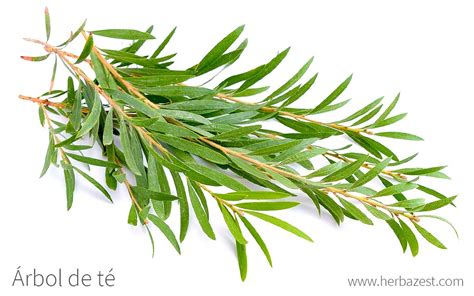 Arbol de te PenalbaWeb.com