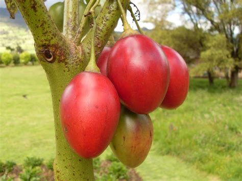 Arbol tomate PenalbaWeb.com