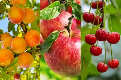 Arboles frutales PenalbaWeb.com