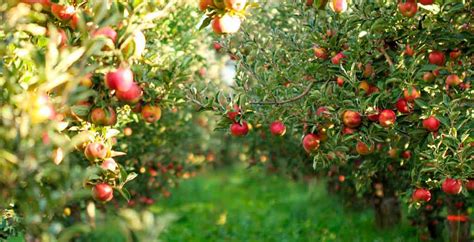 Arboreos PenalbaWeb.com