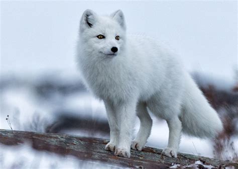 Arctic fox PenalbaWeb.com