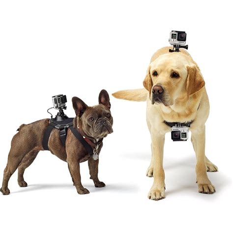 Arnes perro camara PenalbaWeb.com