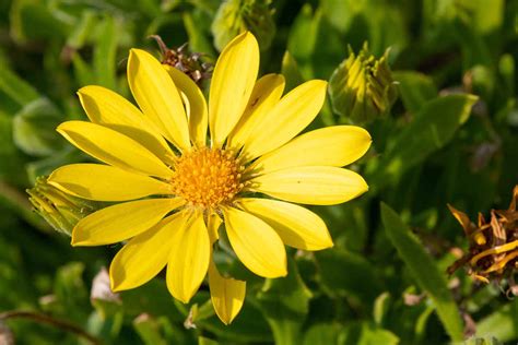 Arnica PenalbaWeb.com