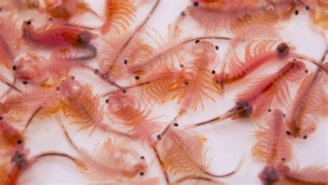 Artemia viva PenalbaWeb.com
