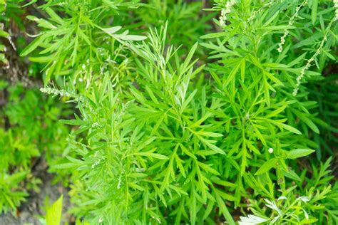 Artemisia annua PenalbaWeb.com