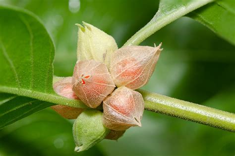 Ashwagandha PenalbaWeb.com