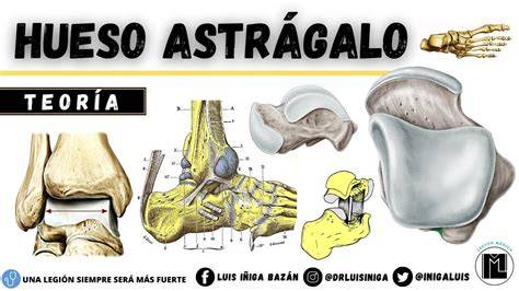 Astragalo PenalbaWeb.com
