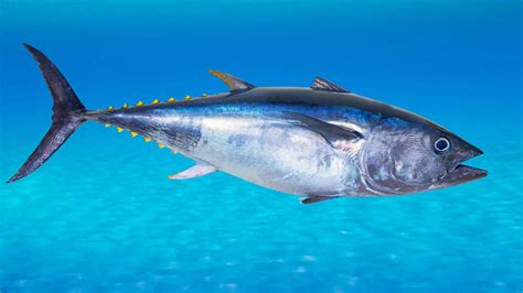 Atun rojo PenalbaWeb.com