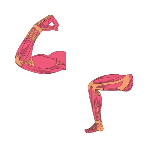 Aumento masa muscular PenalbaWeb.com