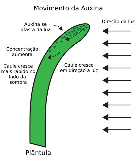 Auxina a PenalbaWeb.com