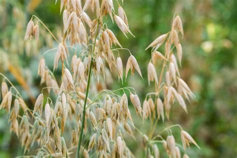 Avena sativa PenalbaWeb.com