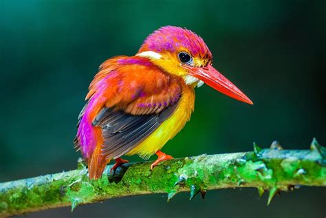 Aves exoticas PenalbaWeb.com