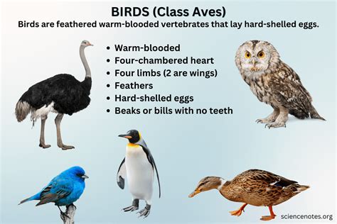 Aves PenalbaWeb.com