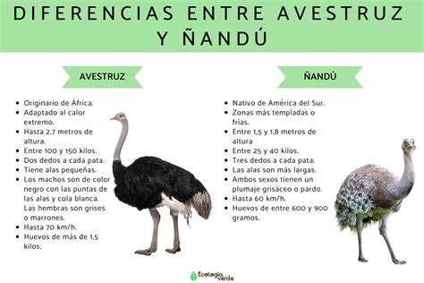 Avestruz PenalbaWeb.com