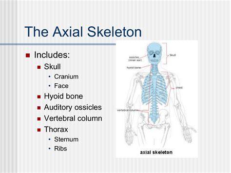 Axial PenalbaWeb.com
