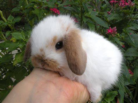 Baby lop PenalbaWeb.com
