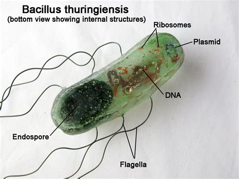 Bacillus thuringiensis PenalbaWeb.com
