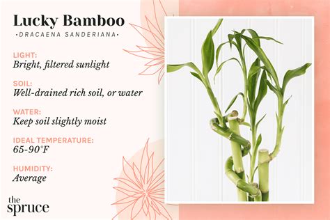 Bamboo color care PenalbaWeb.com