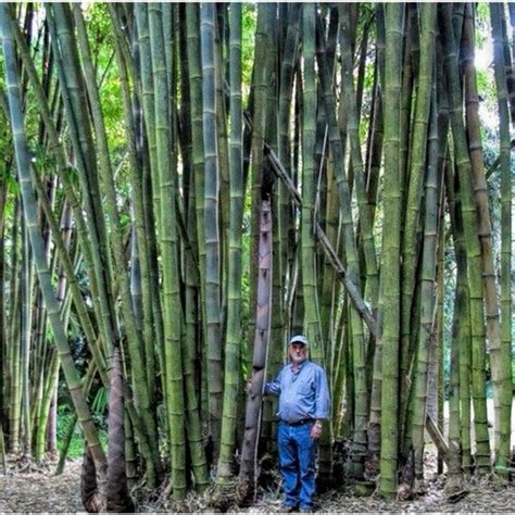 Bambu gigante PenalbaWeb.com
