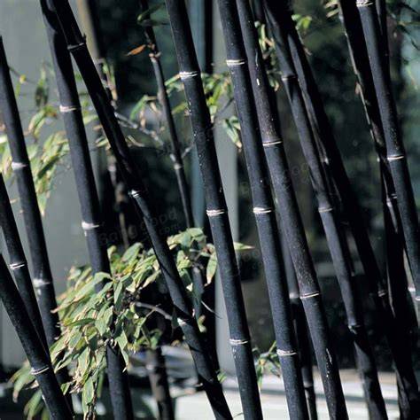 Bambu negro PenalbaWeb.com