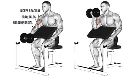 Banco biceps PenalbaWeb.com