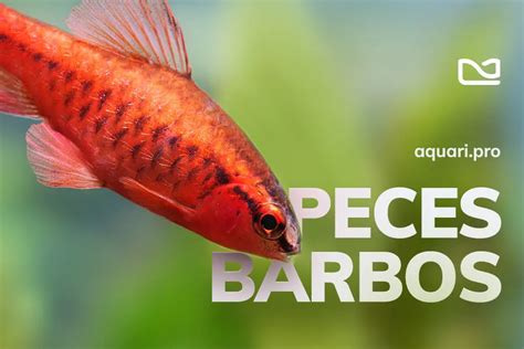 Barbos PenalbaWeb.com