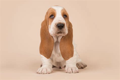 Basset hound cachorro PenalbaWeb.com