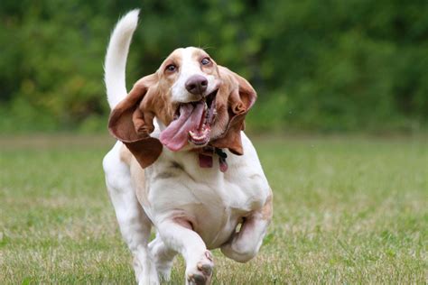 Basset hound PenalbaWeb.com