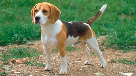 Beagle adulto PenalbaWeb.com