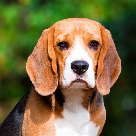 Beagle cachorro PenalbaWeb.com