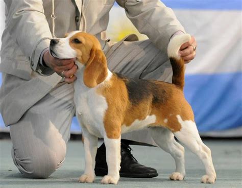 Beagle pedigree PenalbaWeb.com