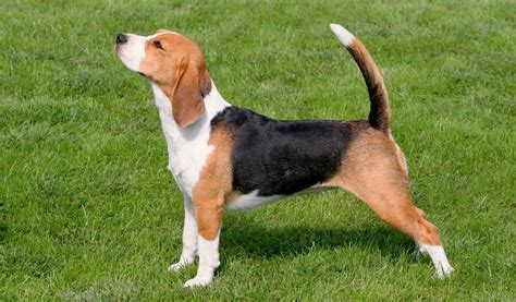 Beagle PenalbaWeb.com