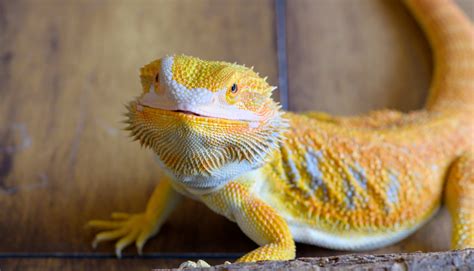 Bearded dragon PenalbaWeb.com
