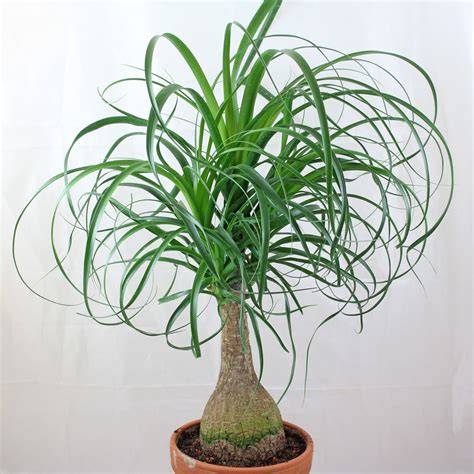 Beaucarnea PenalbaWeb.com