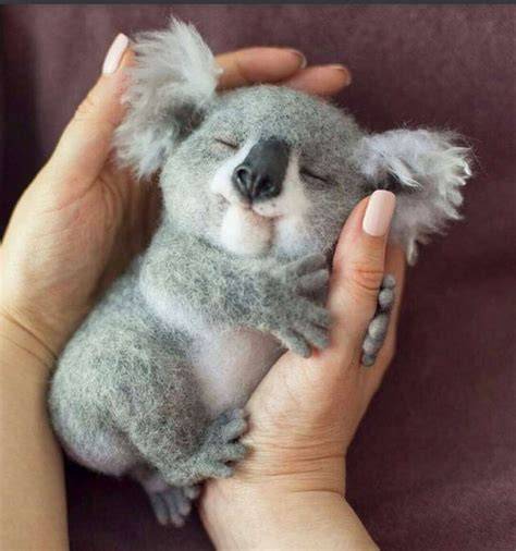 Bebe koala PenalbaWeb.com