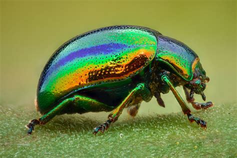 Beetle PenalbaWeb.com
