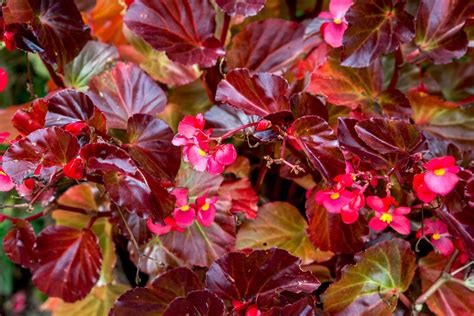 Begonia PenalbaWeb.com