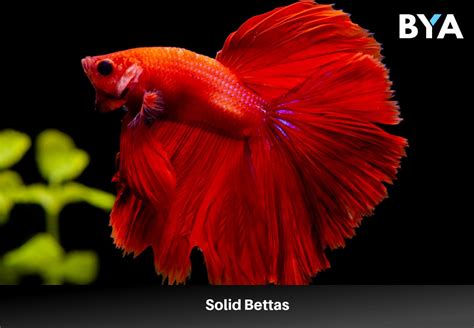 Bettas PenalbaWeb.com